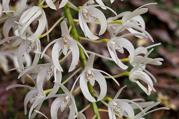 Dendrobium speciosum