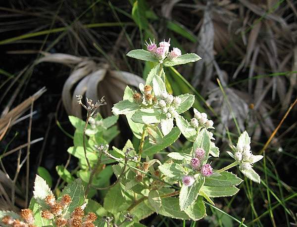 Pluchea baccharis