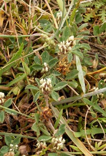 Trifolium scabrum