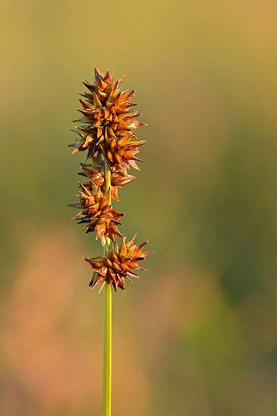 Carex muricata