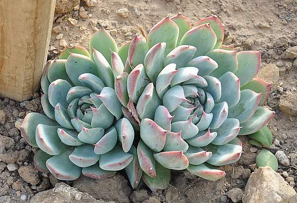 Echeveria chihuahuaensis