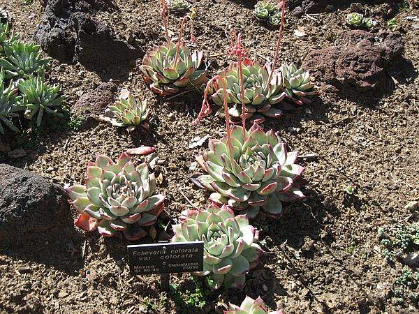 Echeveria colorata