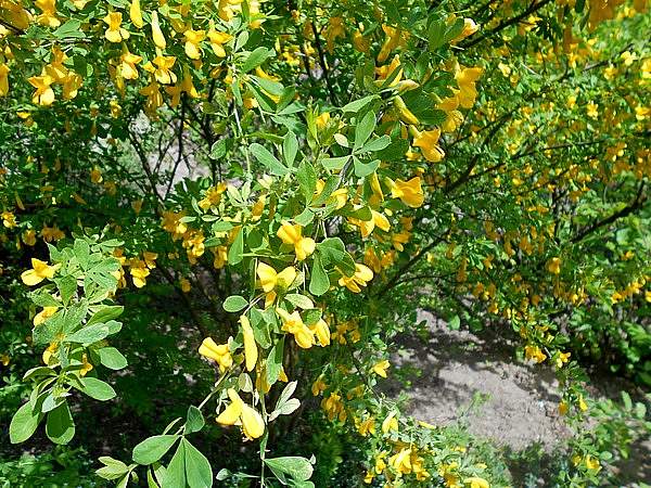 Caragana frutex