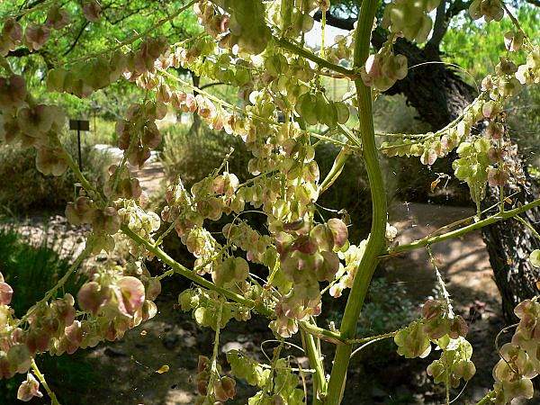 Nolina microcarpa