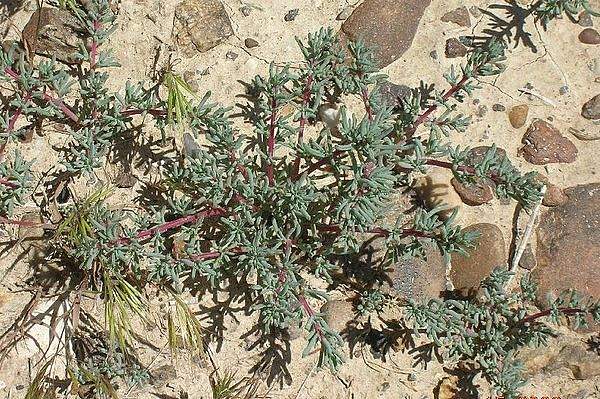 Halogeton glomeratus