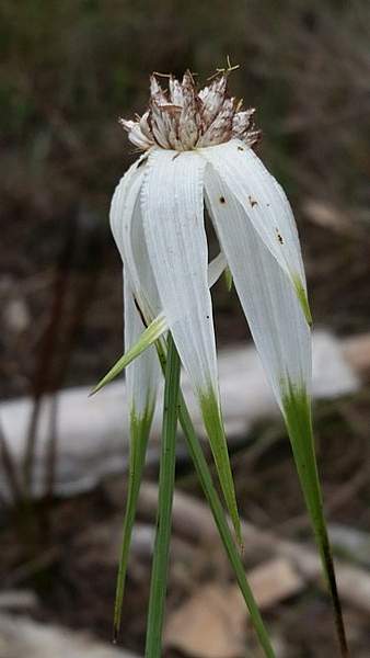 Rhynchospora latifolia