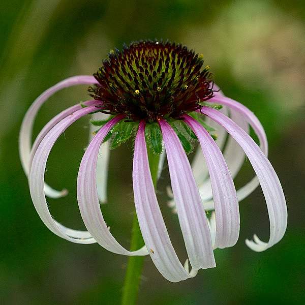 Echinacea sanguinea
