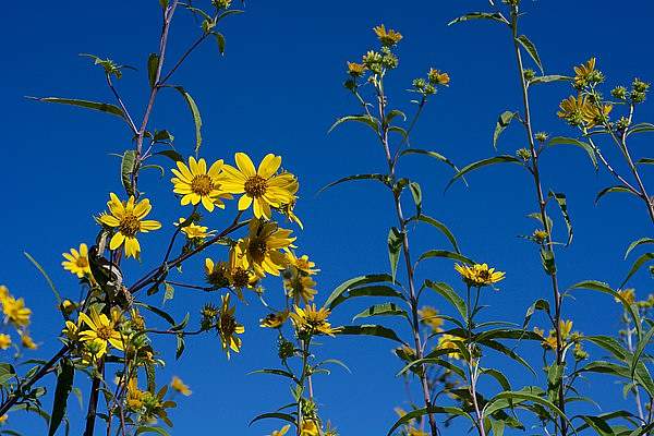 Helianthus grosseserratus