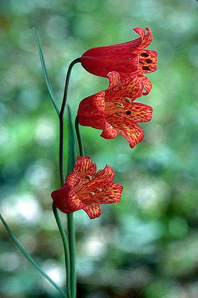 Fritillaria recurva
