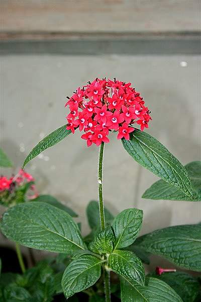 Pentas lanceolata