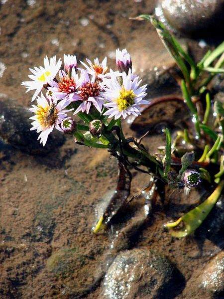 Tripolium pannonicum
