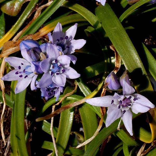 Scilla verna