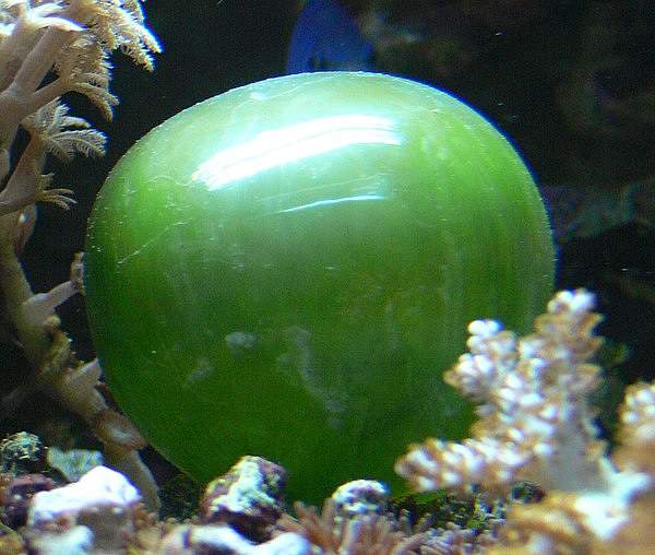 Valonia ventricosa