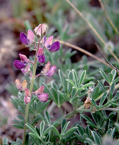 Lupinus littoralis