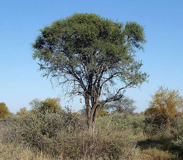 Boscia albitrunca