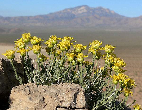 Acamptopappus shockleyi