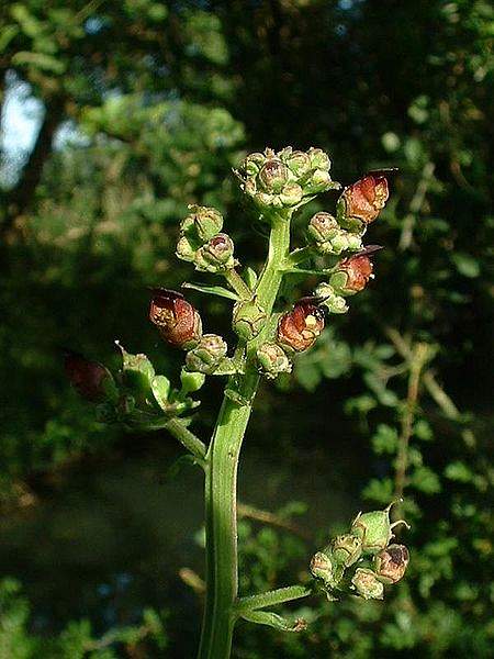 Scrophularia auriculata