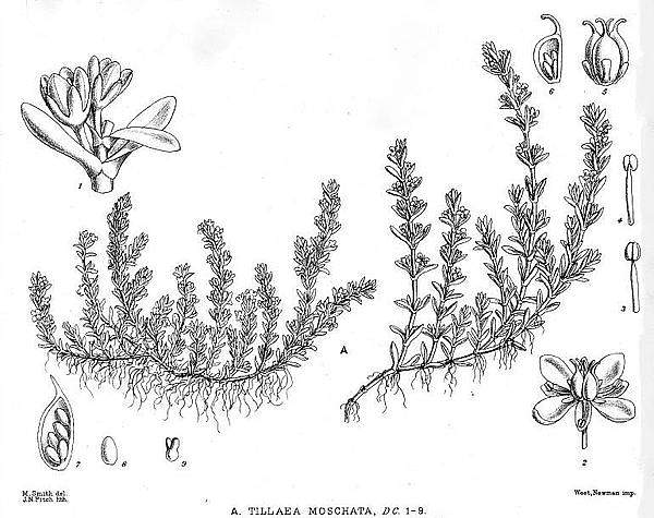 Crassula moschata