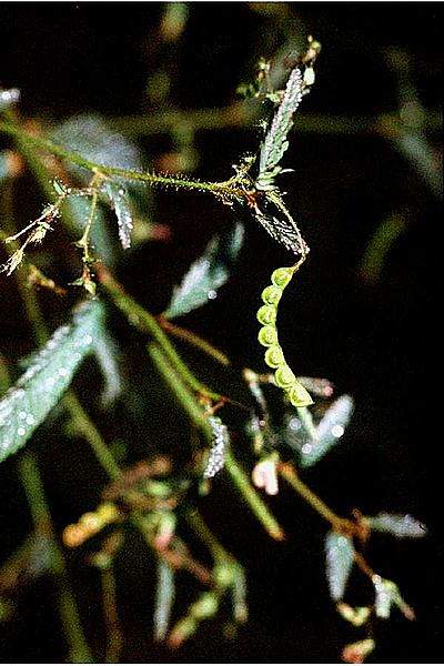 Aeschynomene americana
