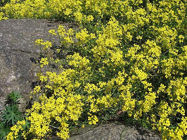 Draba sibirica