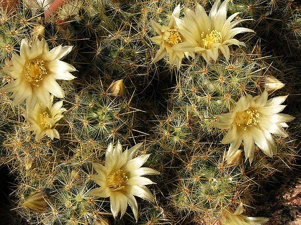 Mammillaria prolifera