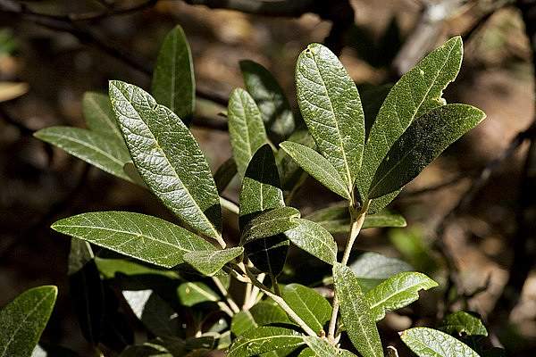 Quercus hypoleucoides