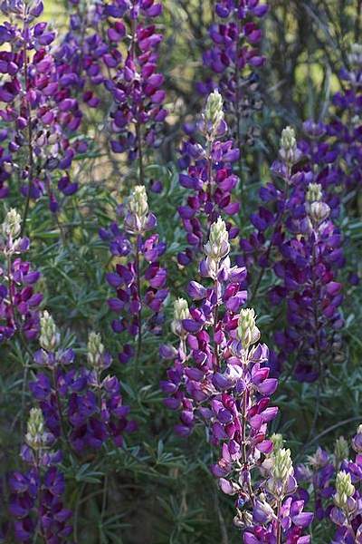 Lupinus albifrons