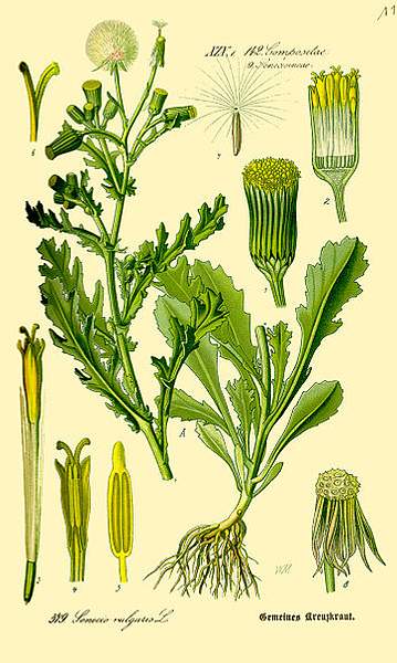 Senecio