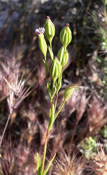 Silene antirrhina