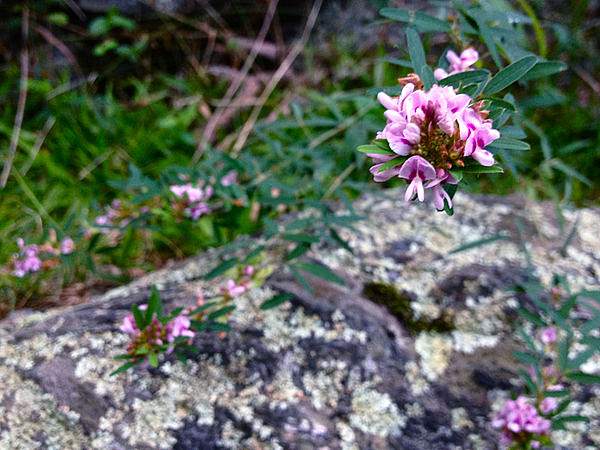 Lespedeza virginica