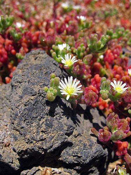 Mesembryanthemum nodiflorum