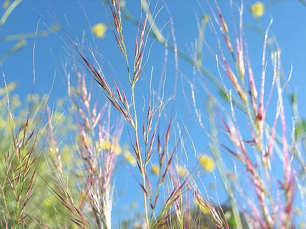 Vulpia microstachys