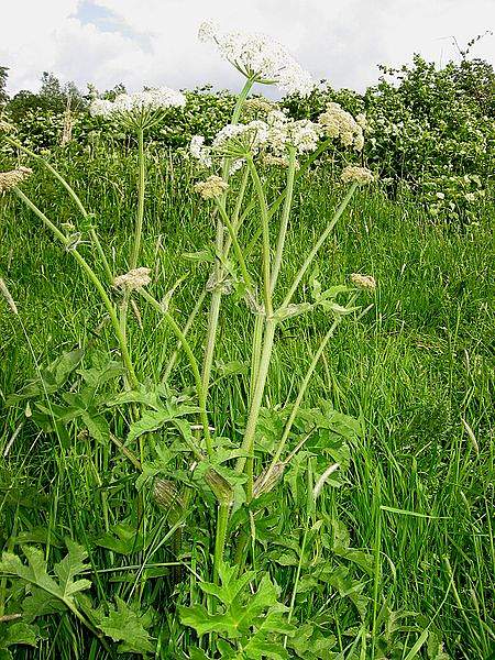 Heracleum sphondylium