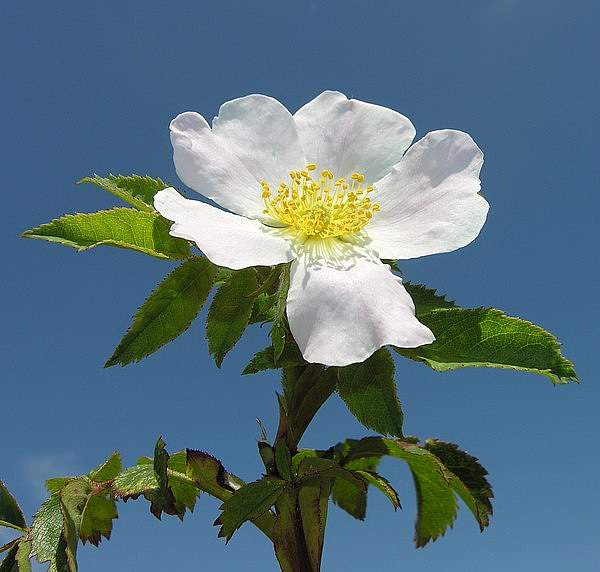 Rosa agrestis
