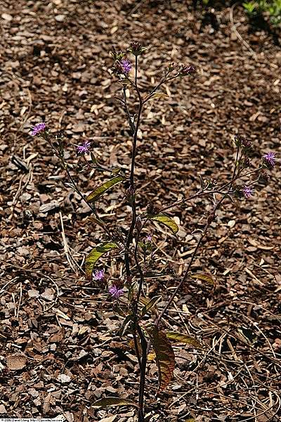 Elephantopus nudatus