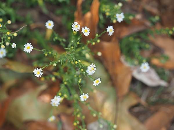 Symphyotrichum racemosum