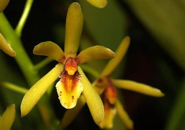Cymbidium suave