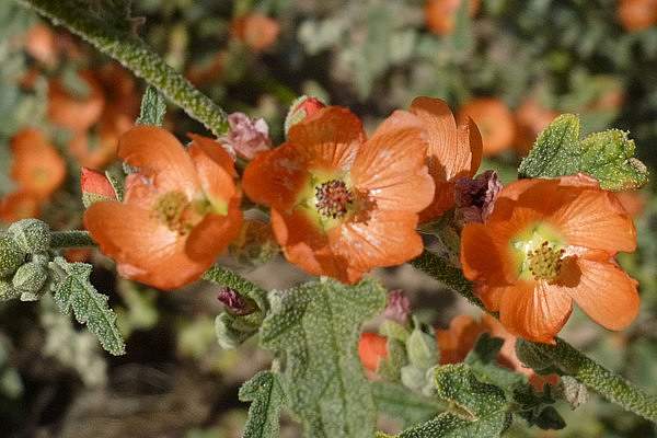 Sphaeralcea emoryi