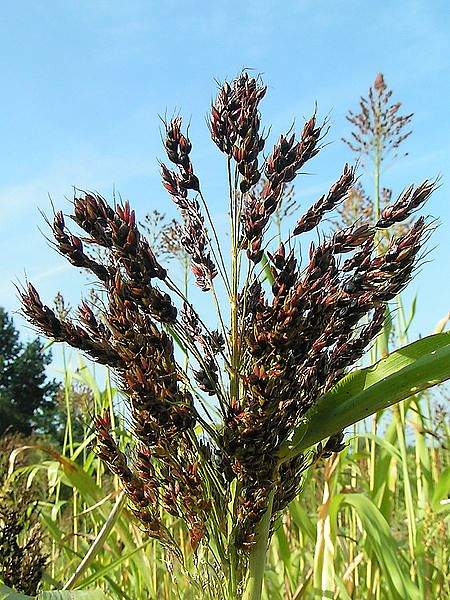 Sorghum bicolor