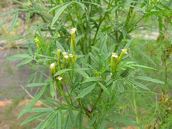 Tagetes minuta