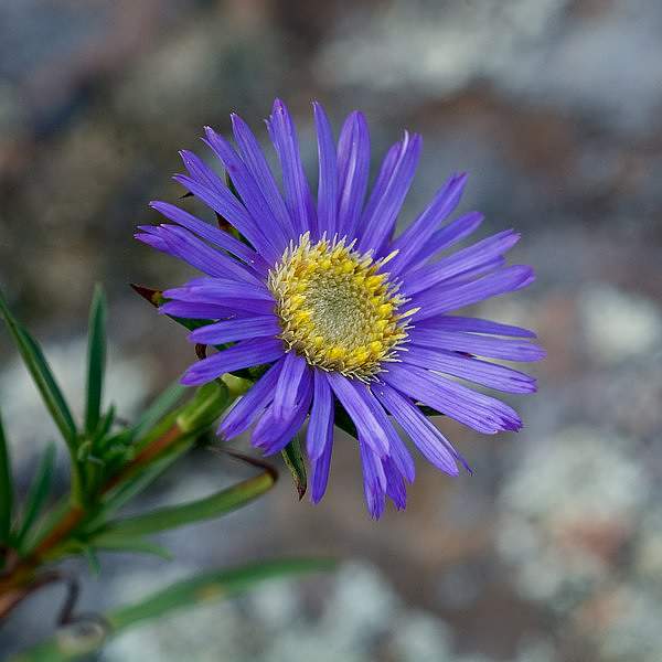 Eurybia hemispherica
