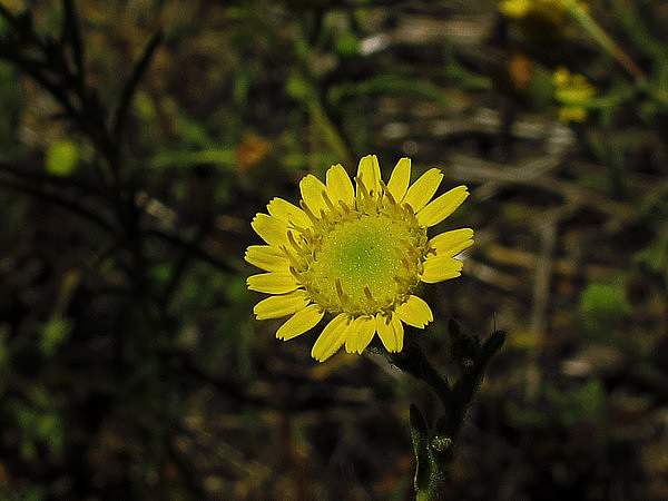 Pulicaria paludosa
