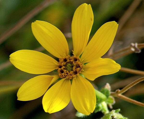 Engelmannia peristenia