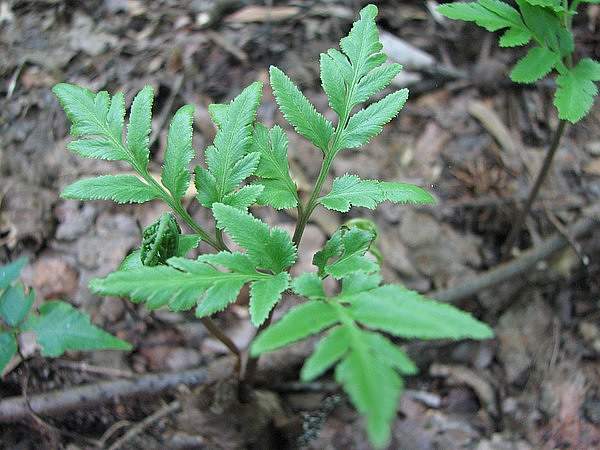 Sceptridium biternatum