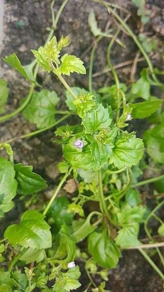 Veronica plebeia