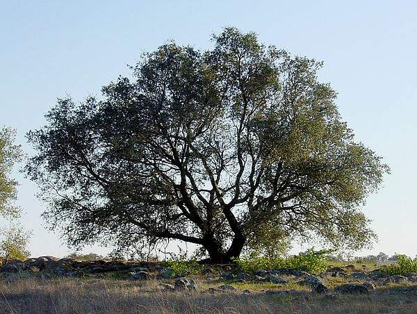 Quercus engelmannii