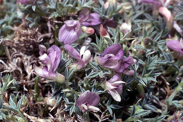 Astragalus kentrophyta