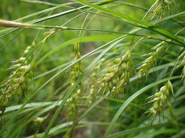 Carex sprengelii