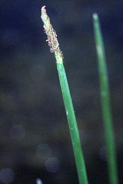 Eleocharis quadrangulata