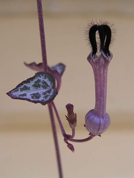 Ceropegia woodii